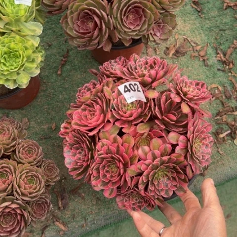 云***朵402白月光朵朵多肉，