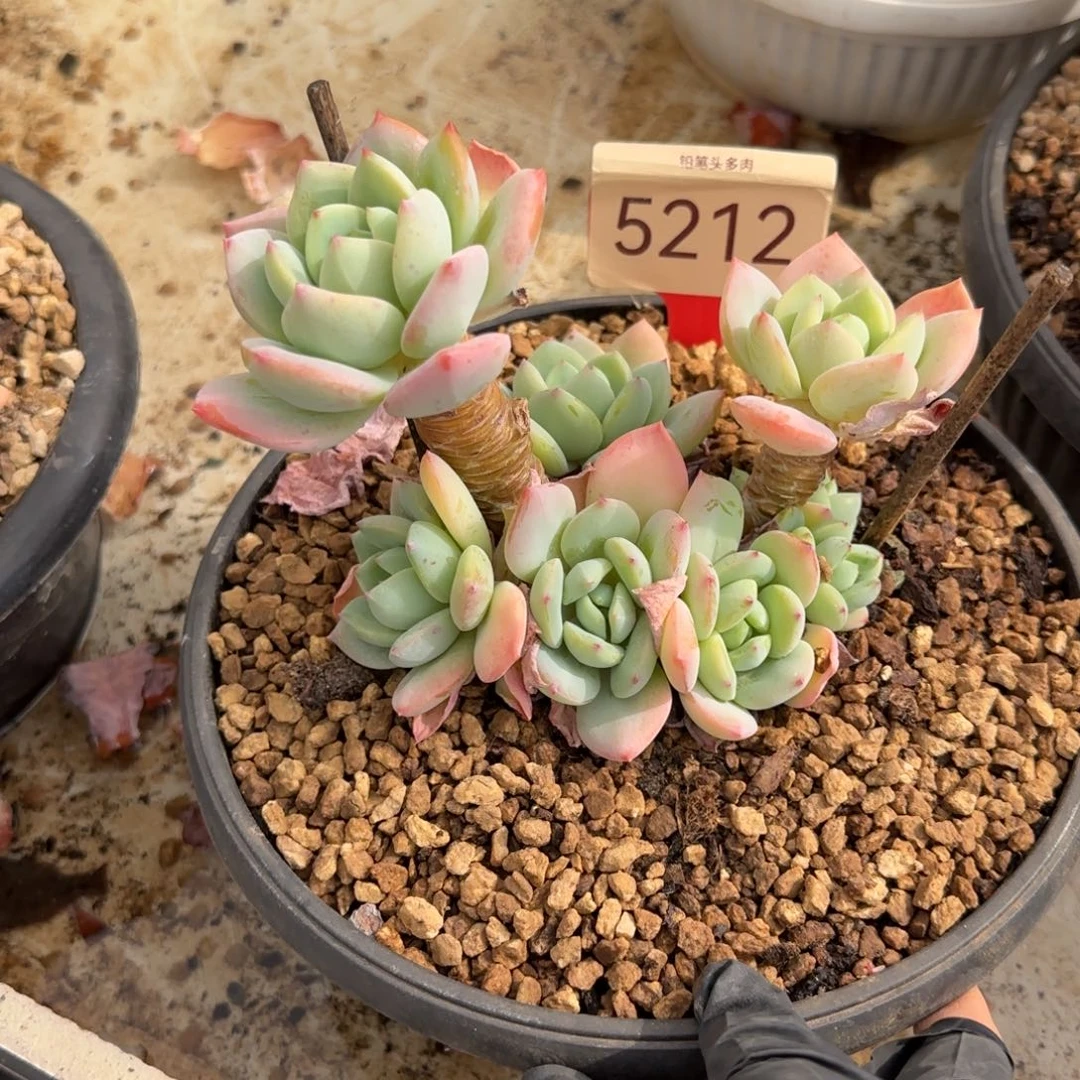 5212。     柚子茶