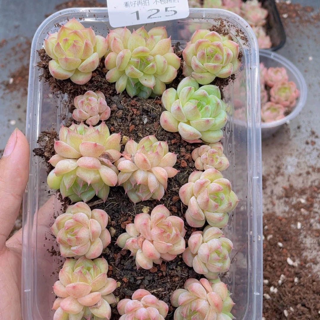 云糖心多肉植物125