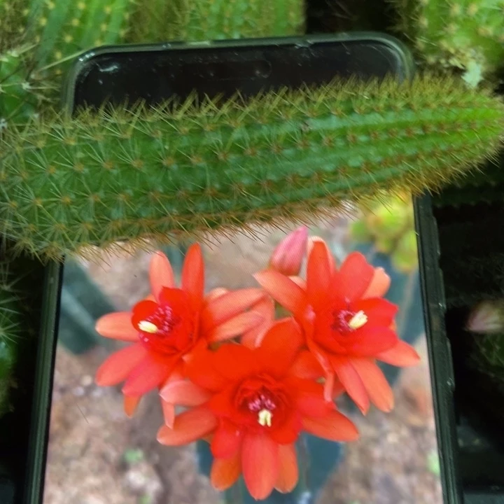 仙人球红水晶侧芽一个