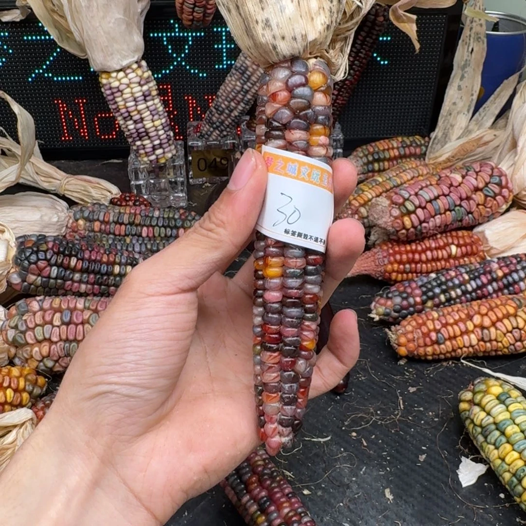 柏香籽/百香籽吊坠仔**哇