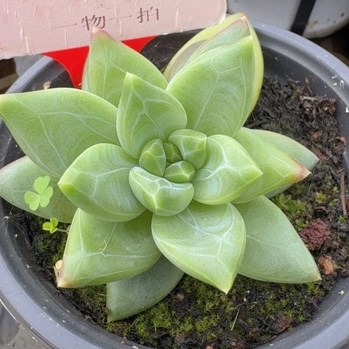 美人019多肉植物