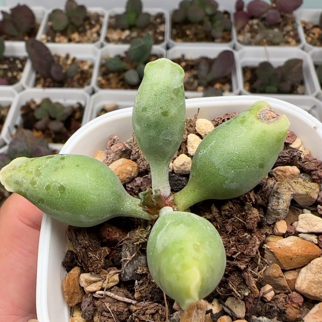 黄金海豹水泡多肉植物
