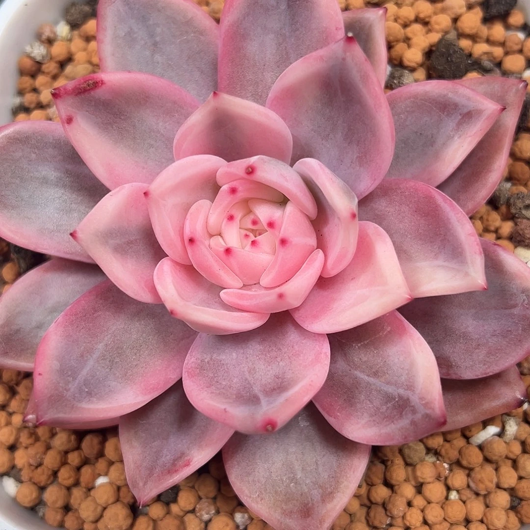 伊丽莎白锦多肉植物