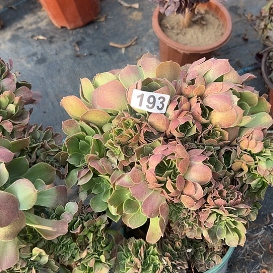 大***$多肉植物一个玫瑰193