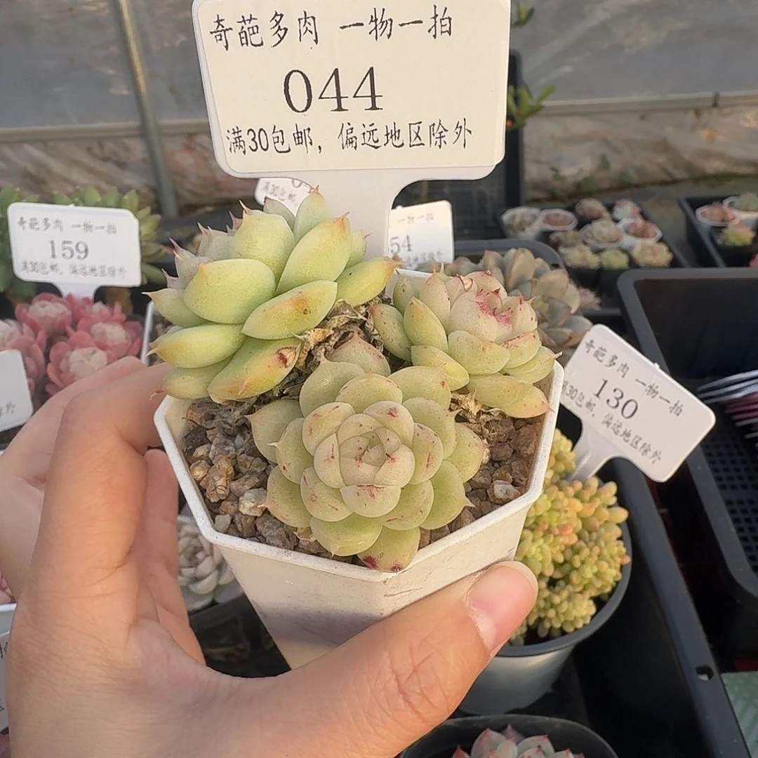 044 多肉脱土 群生不包整 30元包邮除偏远