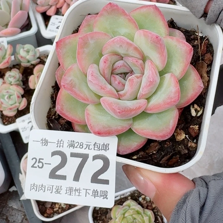 泡芙无盆土无盆土发货