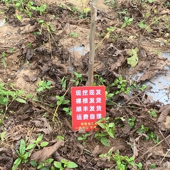 乐***天吊坠文玩核桃南疆