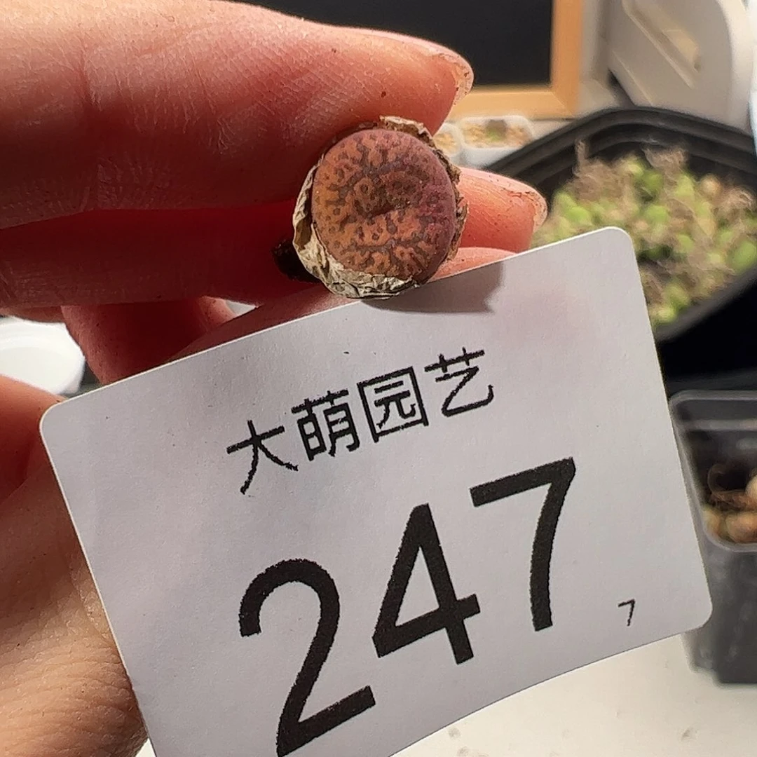 0000247 一物一拍