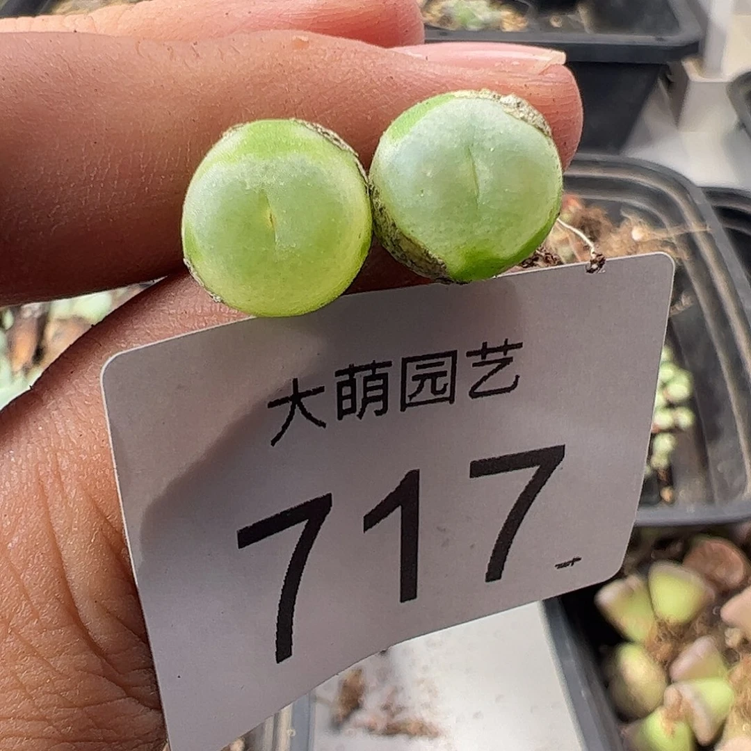 一物一拍默认微瑕。 717