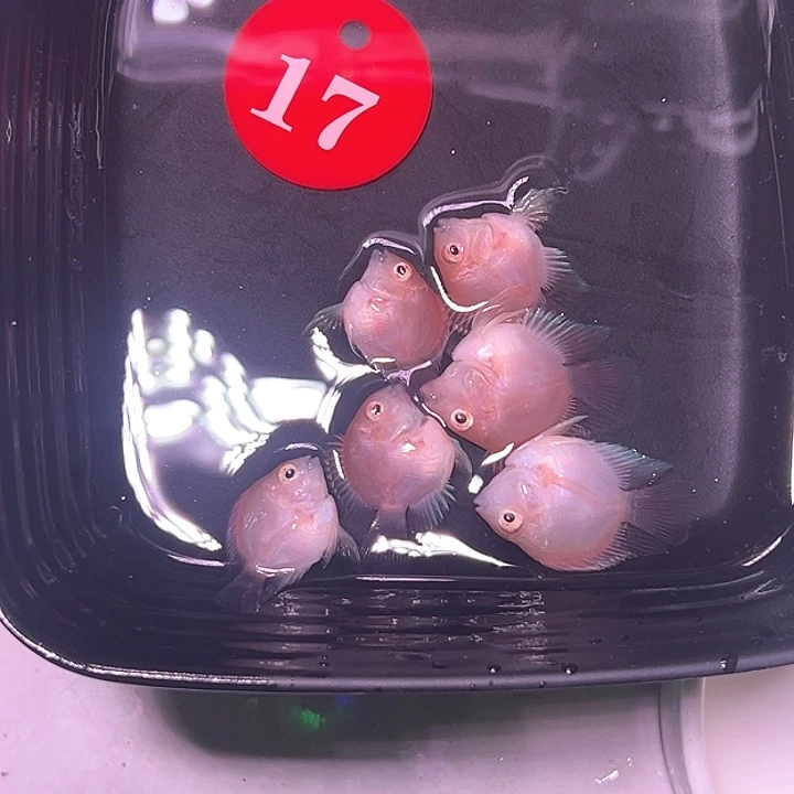 鹦鹉鱼17号，胭脂粉六条