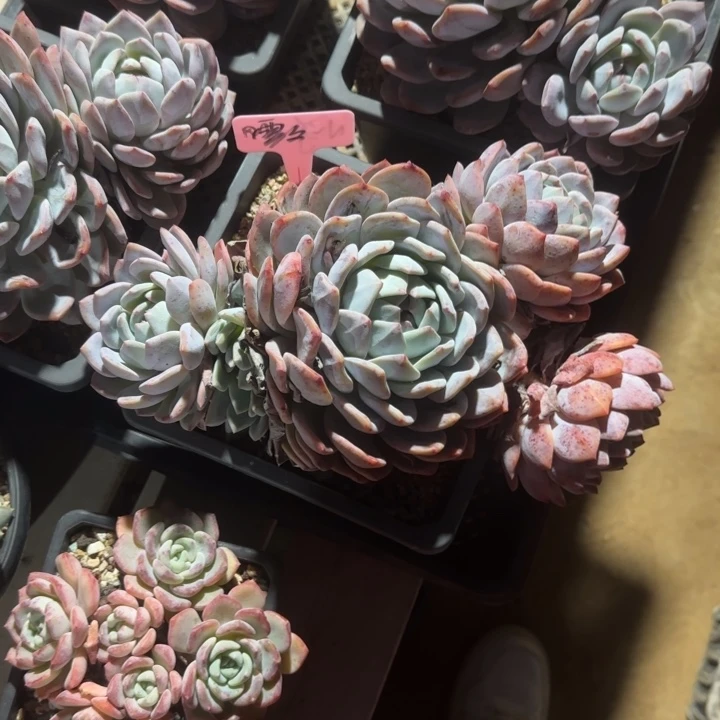橙梦露群生五十包邮老桩