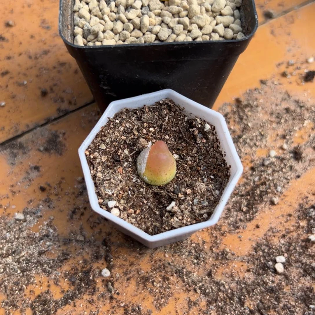 3-160量拍拉登一颗，多肉植物