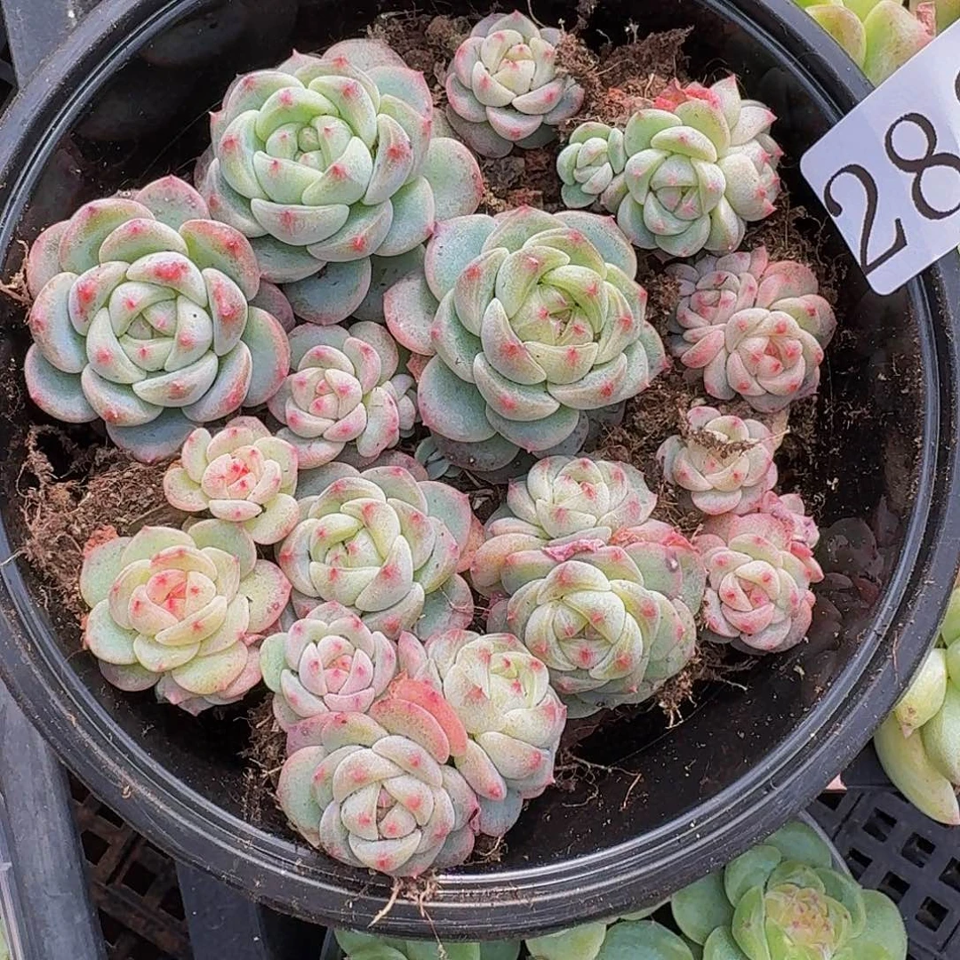 多肉植物多肉植物282