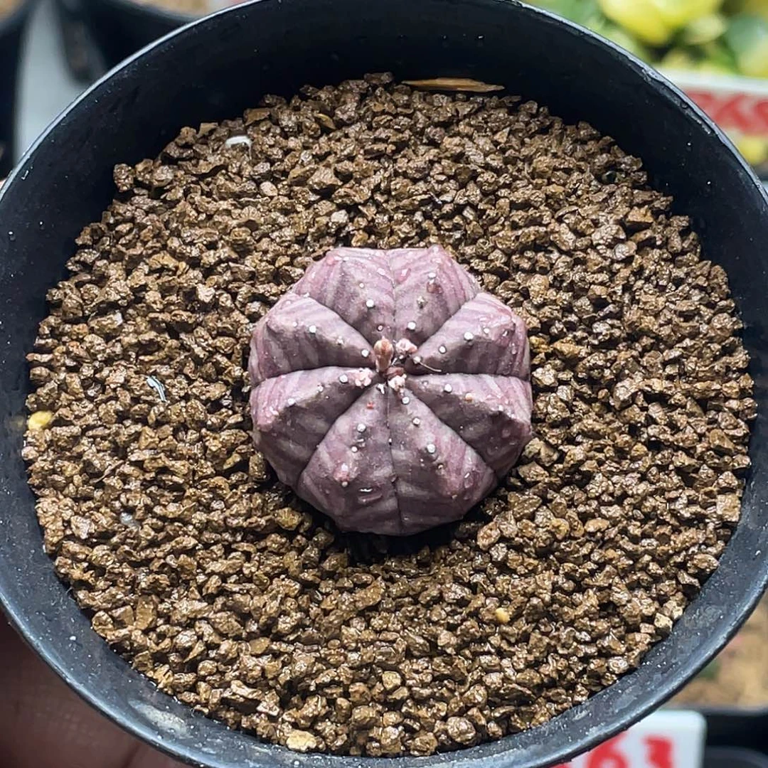 实生胭脂布纹球杂交 2.5公分