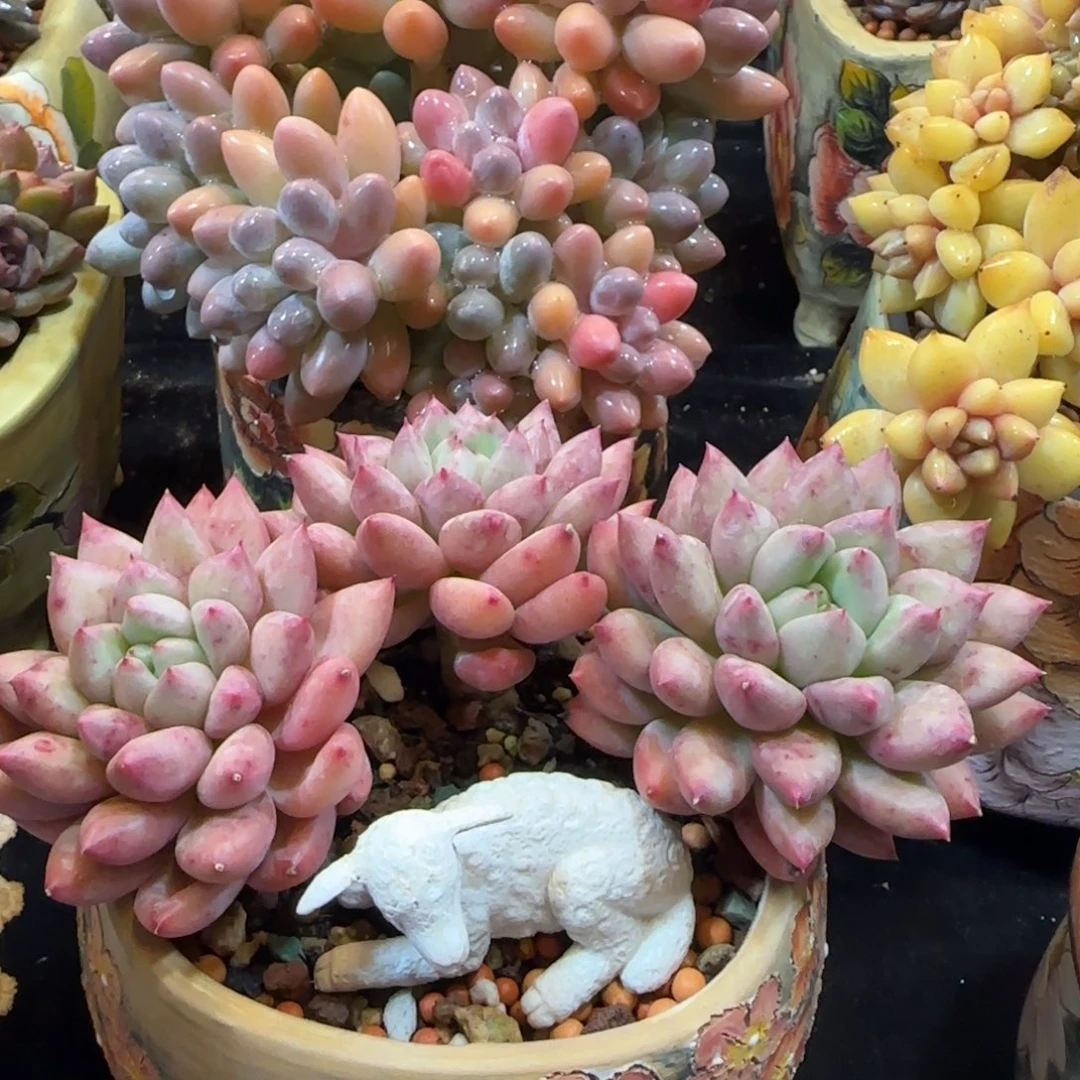 小****韩版彩色汤圆小树一颗带盆