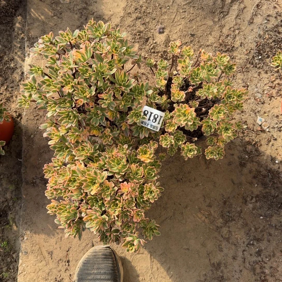 16-5法师甜茶3颗有瑕1818