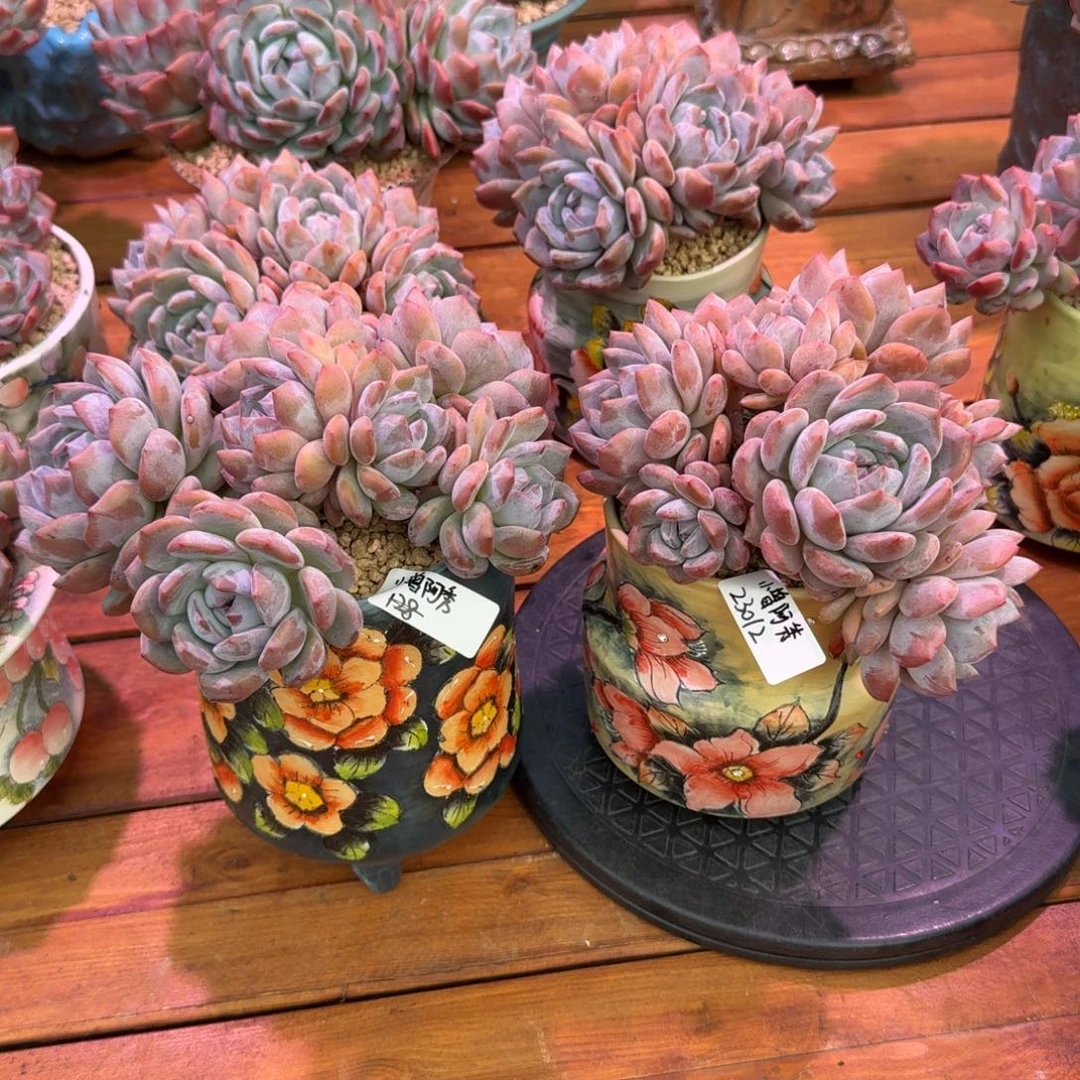 小曾阿秀星影脱土发货
