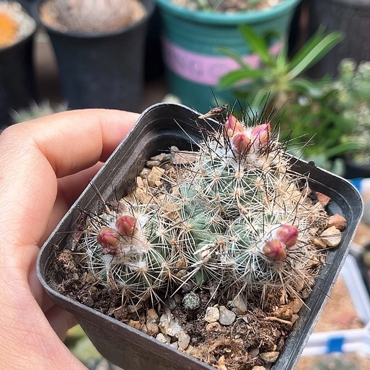 无花朵黑刺雪顶菲雷克母本一颗