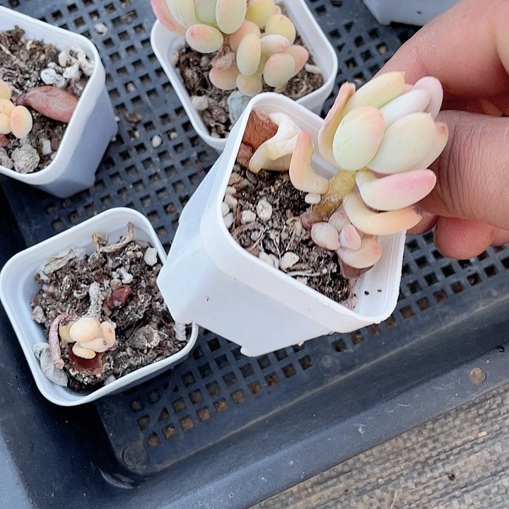 老桩三日月满25包邮