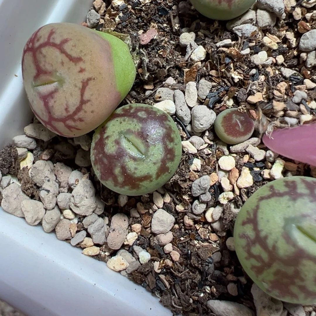 *****杂交特特多肉植物