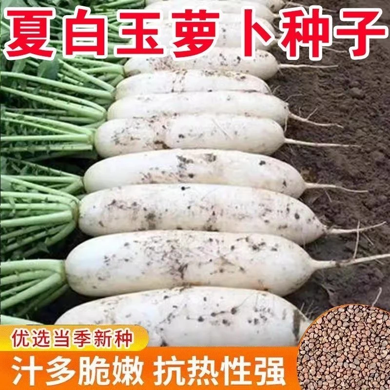 白玉萝卜种子早熟抗热抗病高产大白萝卜种子春秋易种萝卜蔬菜种子