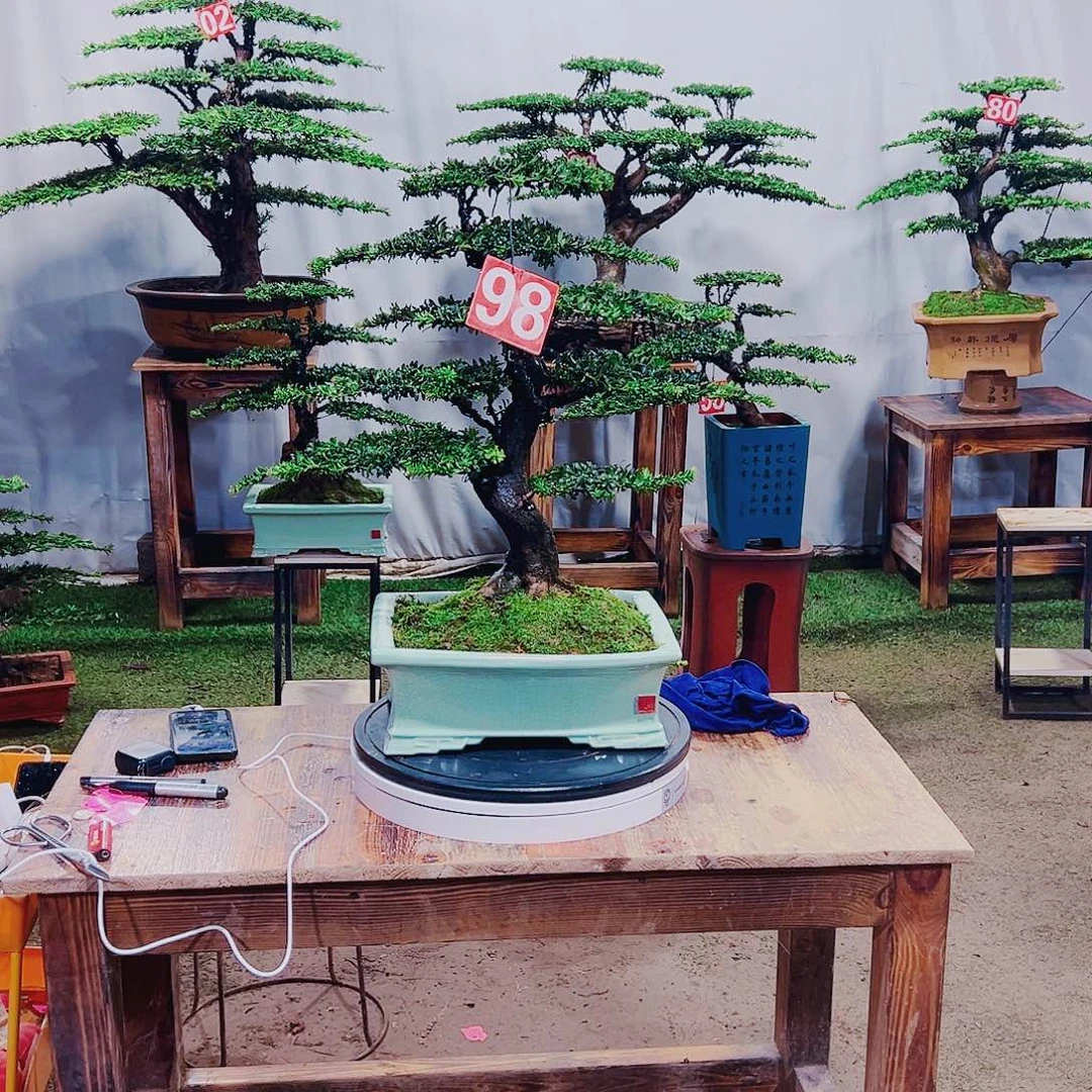 无花朵红芽珍珠罗汉松