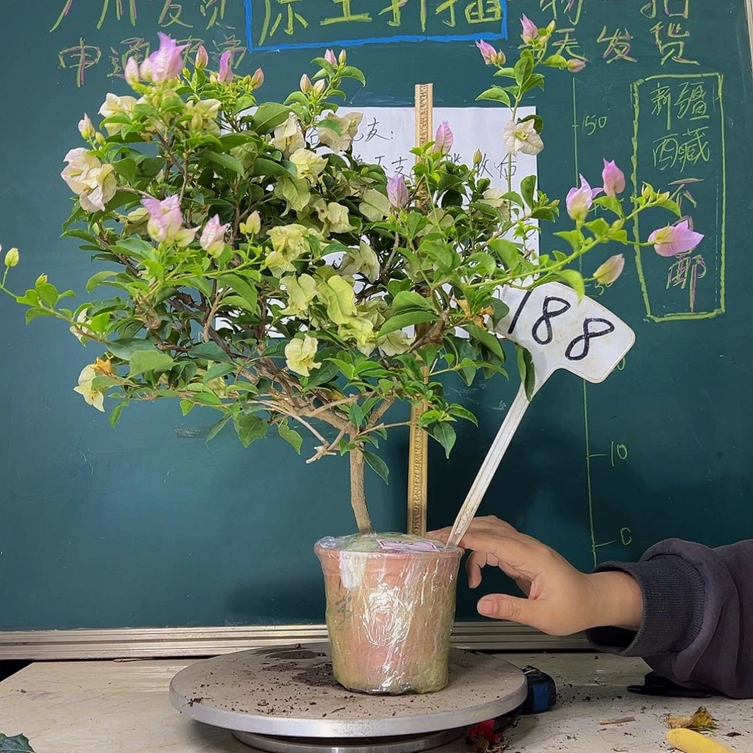 当前无花栽培后可以开花苹果花188