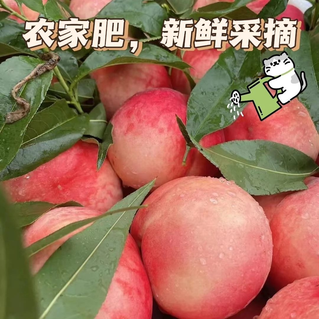 现摘新鲜春雪蜜桃脆爽多汁当季水果102