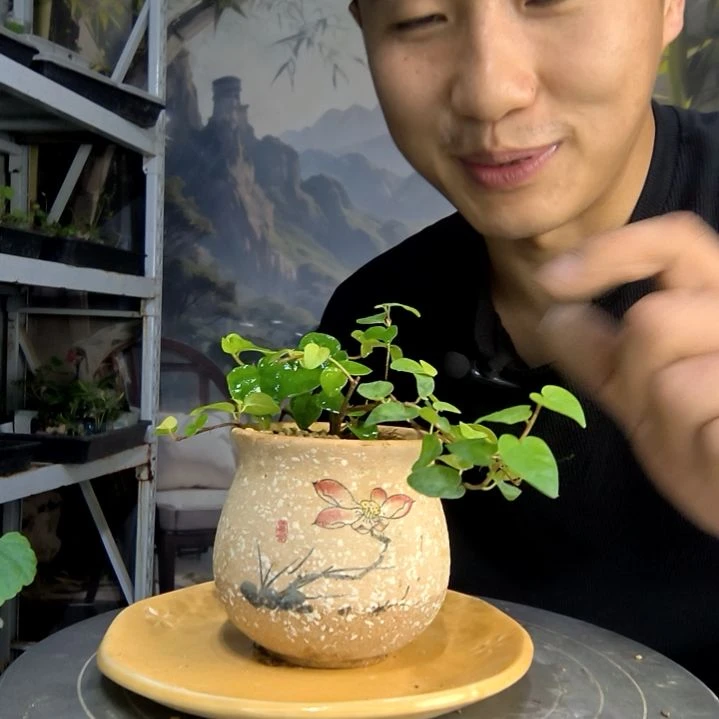 飞*中青园艺一物一拍120