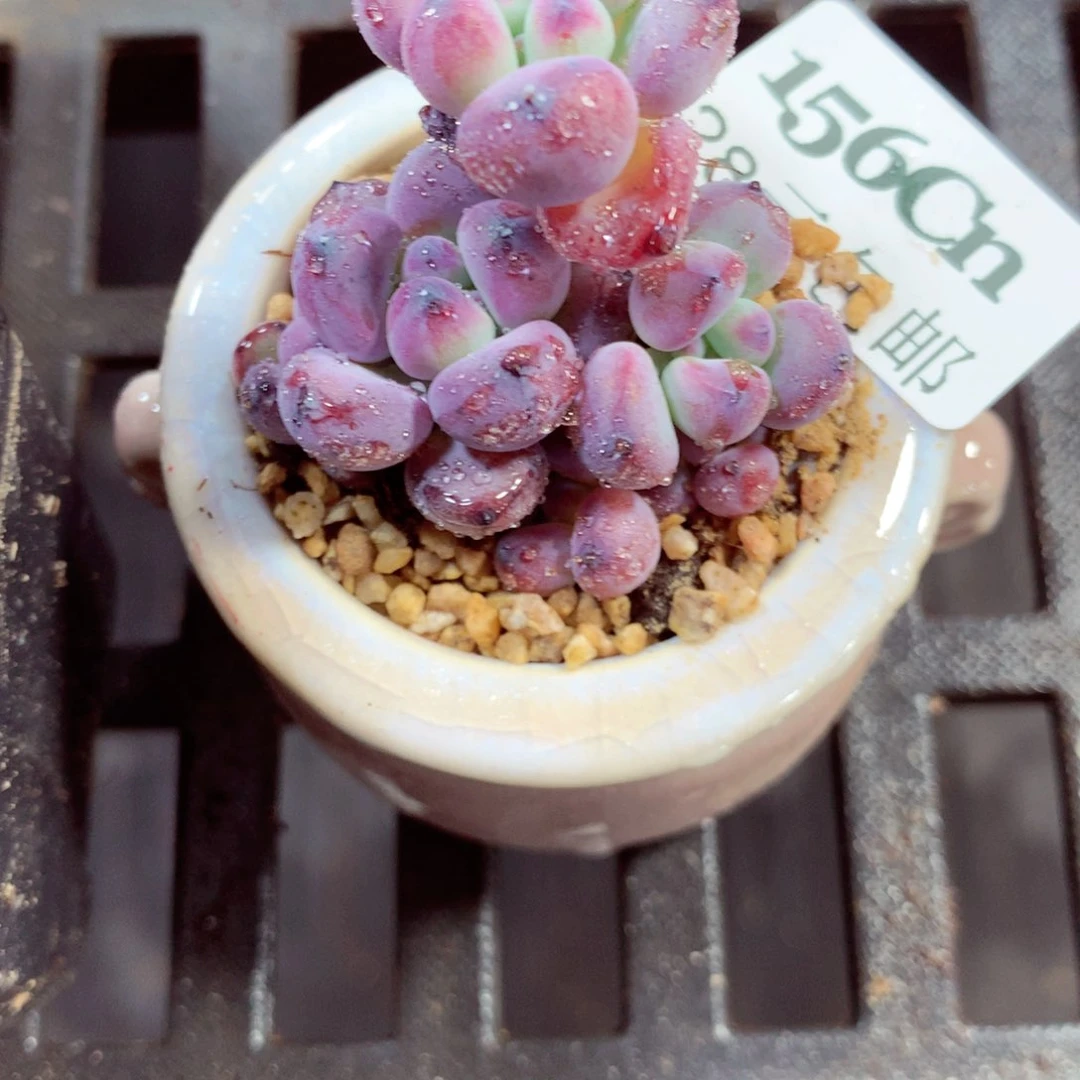 5厘米盆精控多肉156