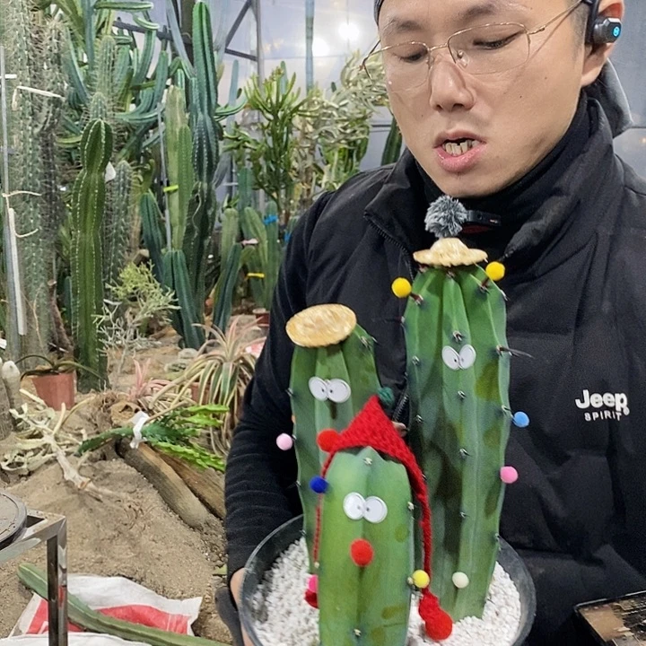 龙神木侧牙高的20/30/40公分（3颗）