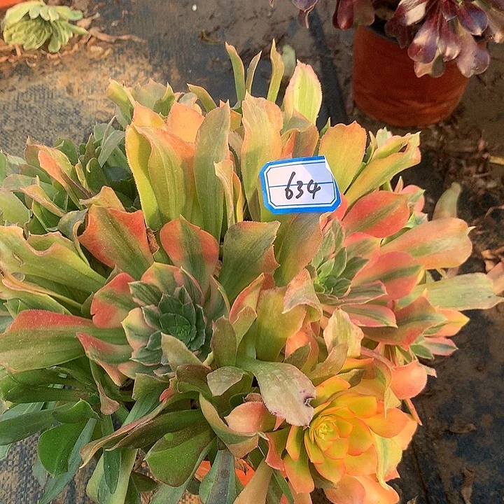 单**爸光辉多肉植物634