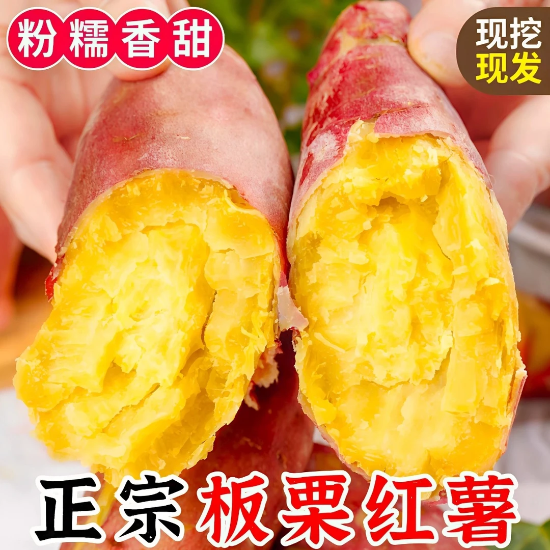 陕西正宗沙地板栗红薯新鲜大地瓜现挖粉糯香甜无丝无筋农家自种