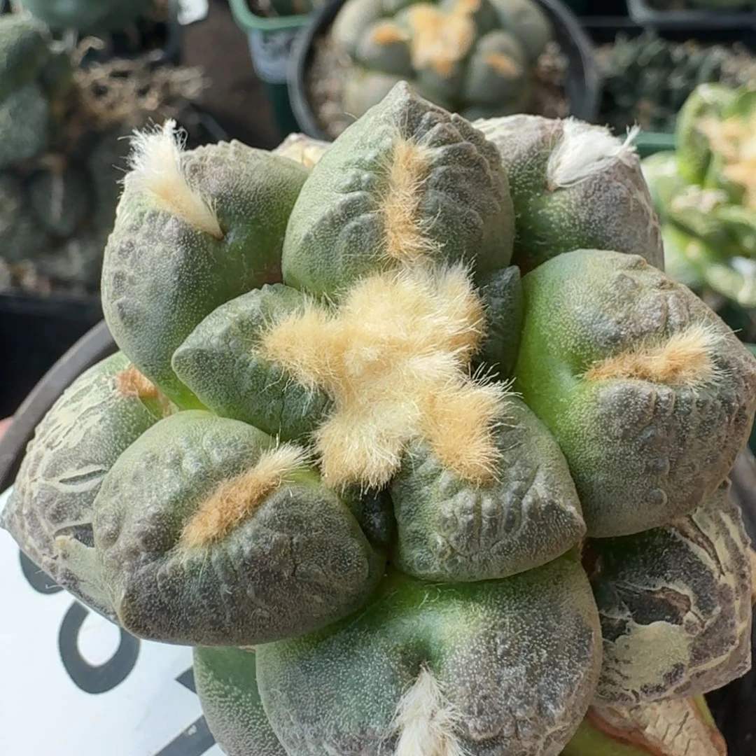 【闪购商品】日系大尤连山631