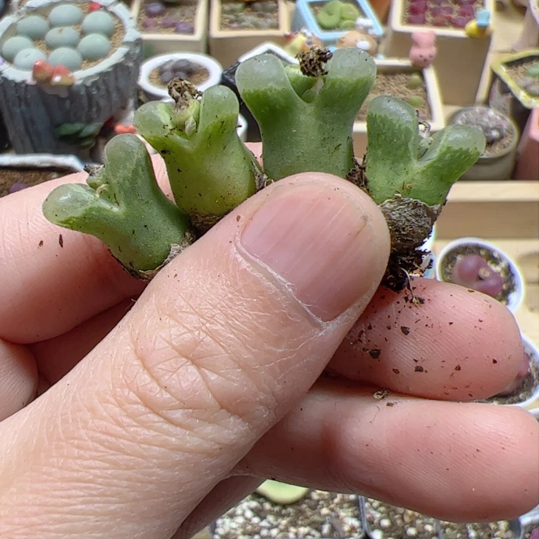 【闪购商品】320 奶瓶