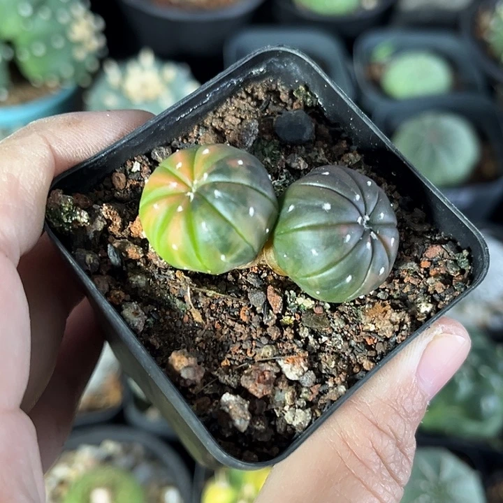 仙人球一物一拍实生32