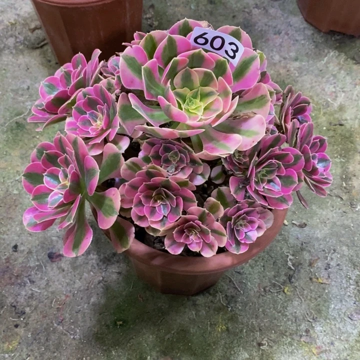璐**L女巫多肉植物603