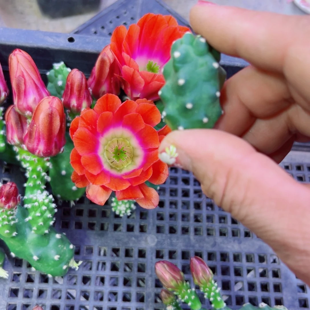 下1橘色水仙软歪无根侧芽3公分左右20包邮
