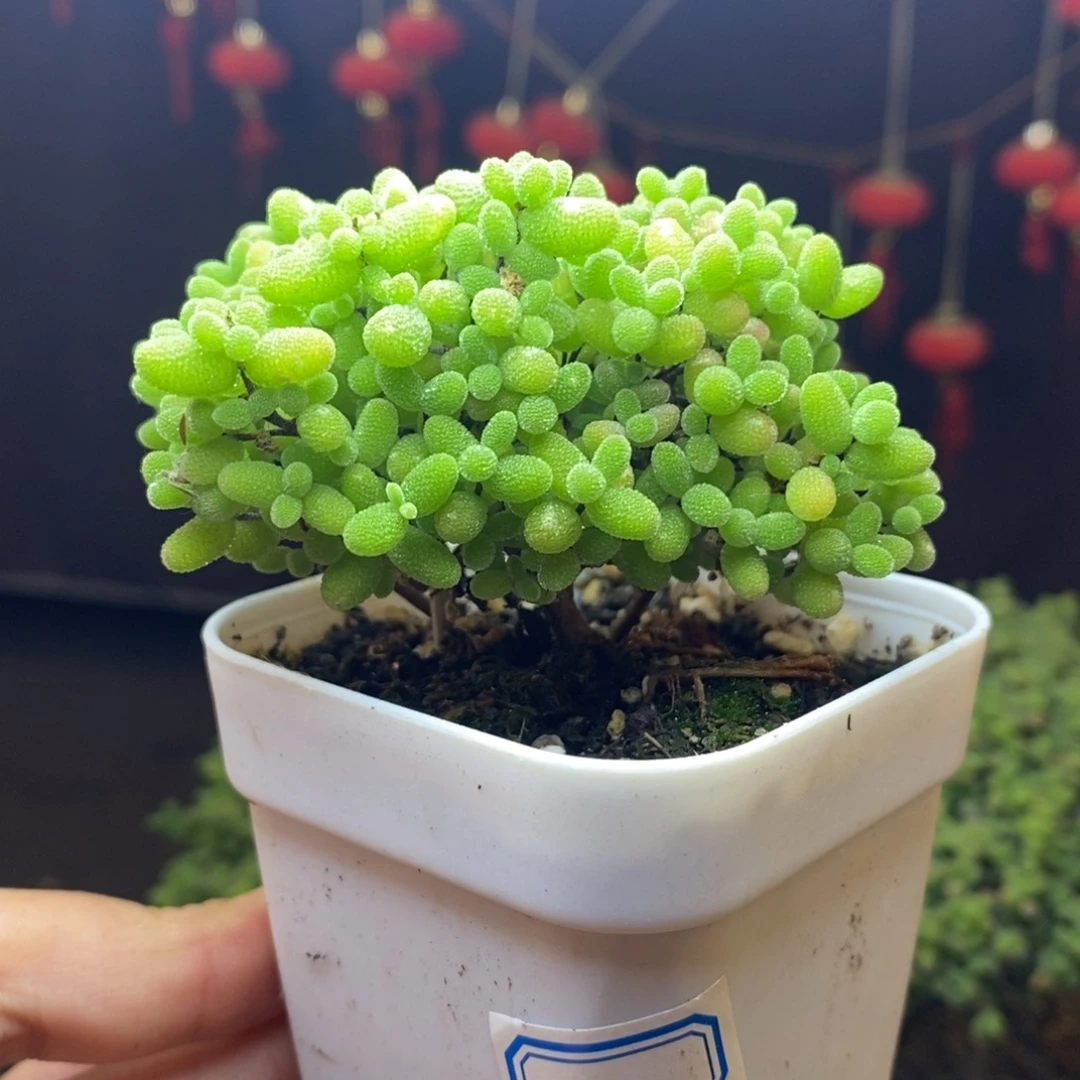 无花朵30号蜜橘糖球