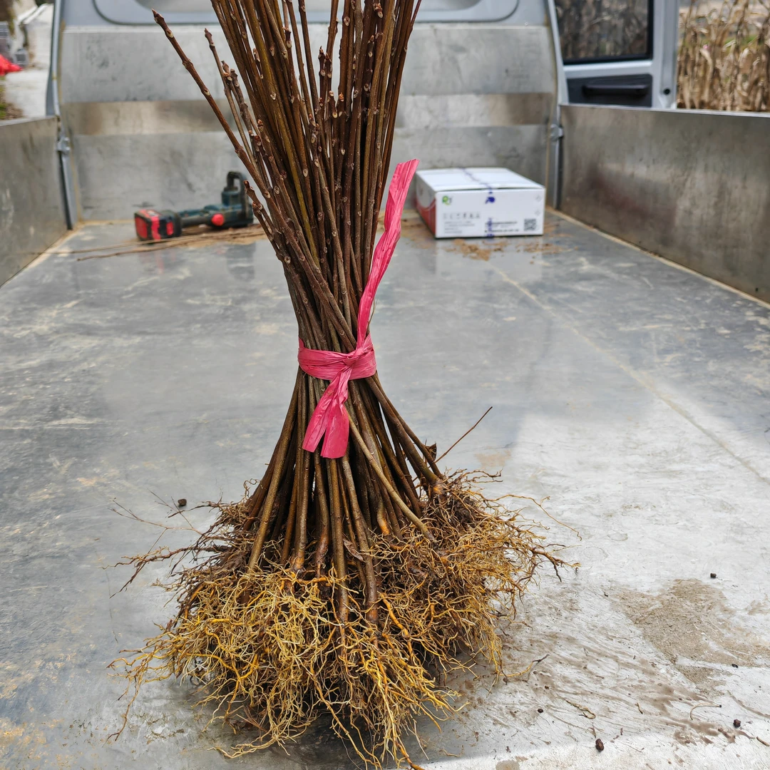 厚皮川黄柏苗，矮壮苗矮矮胖胖