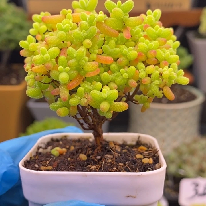 J***.无花朵14蜜橘。