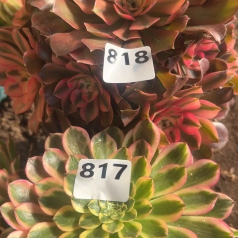 不*你法师香妃朝霞20-26