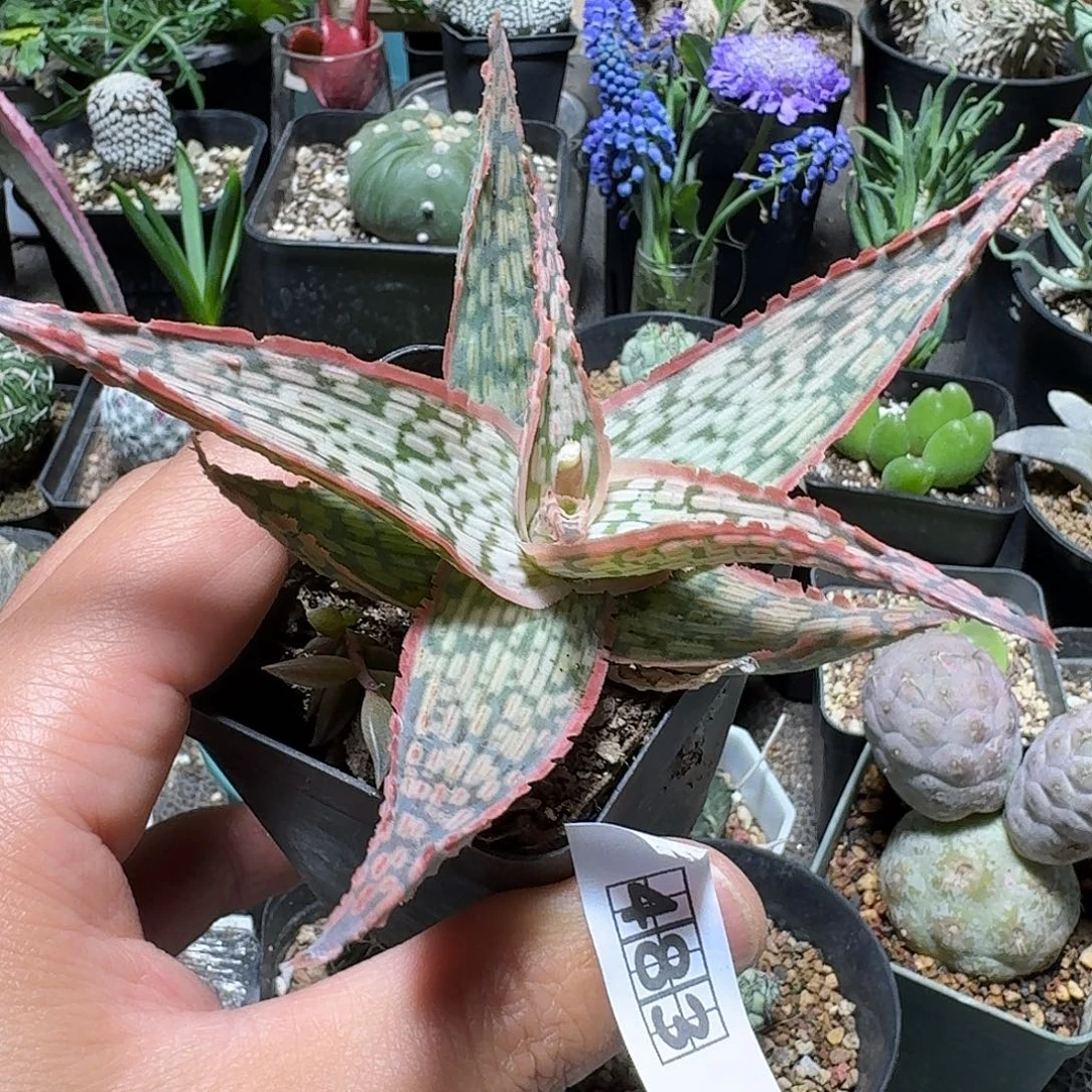 483园艺芦荟脱土发货