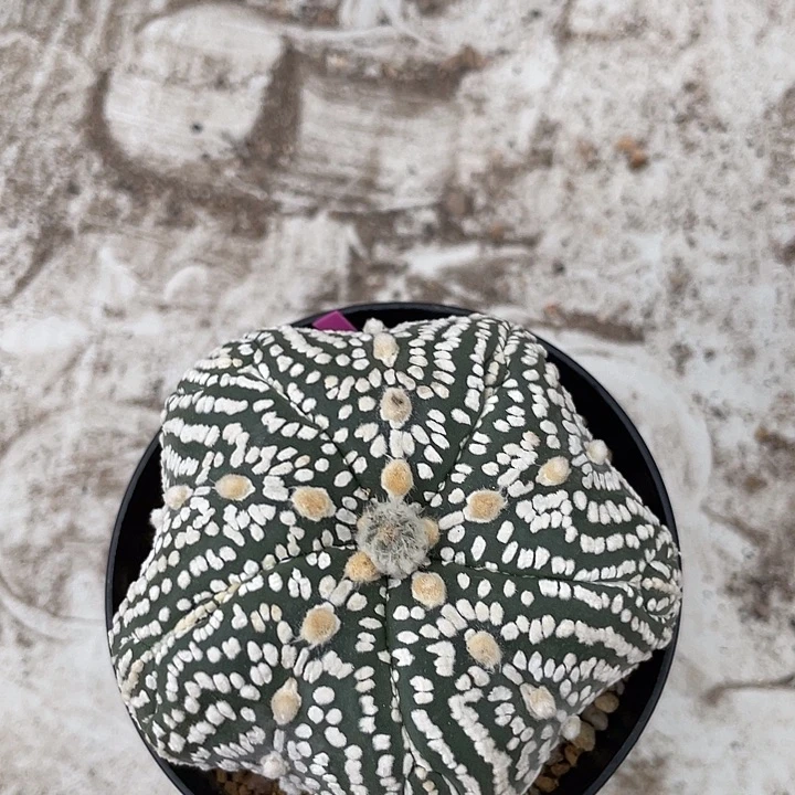 海星兜福利福利福利
