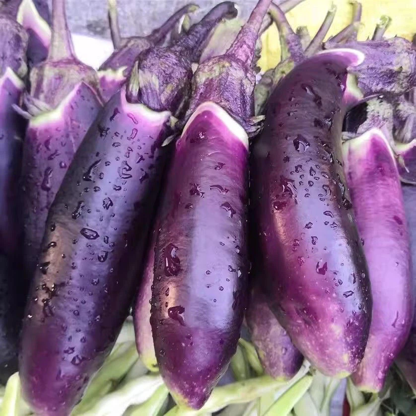 【老品种茄子种子】四季种植盆栽地栽阳台小院种植