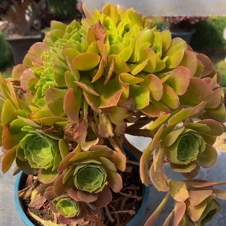 L****u柠檬玫瑰护1颗多肉