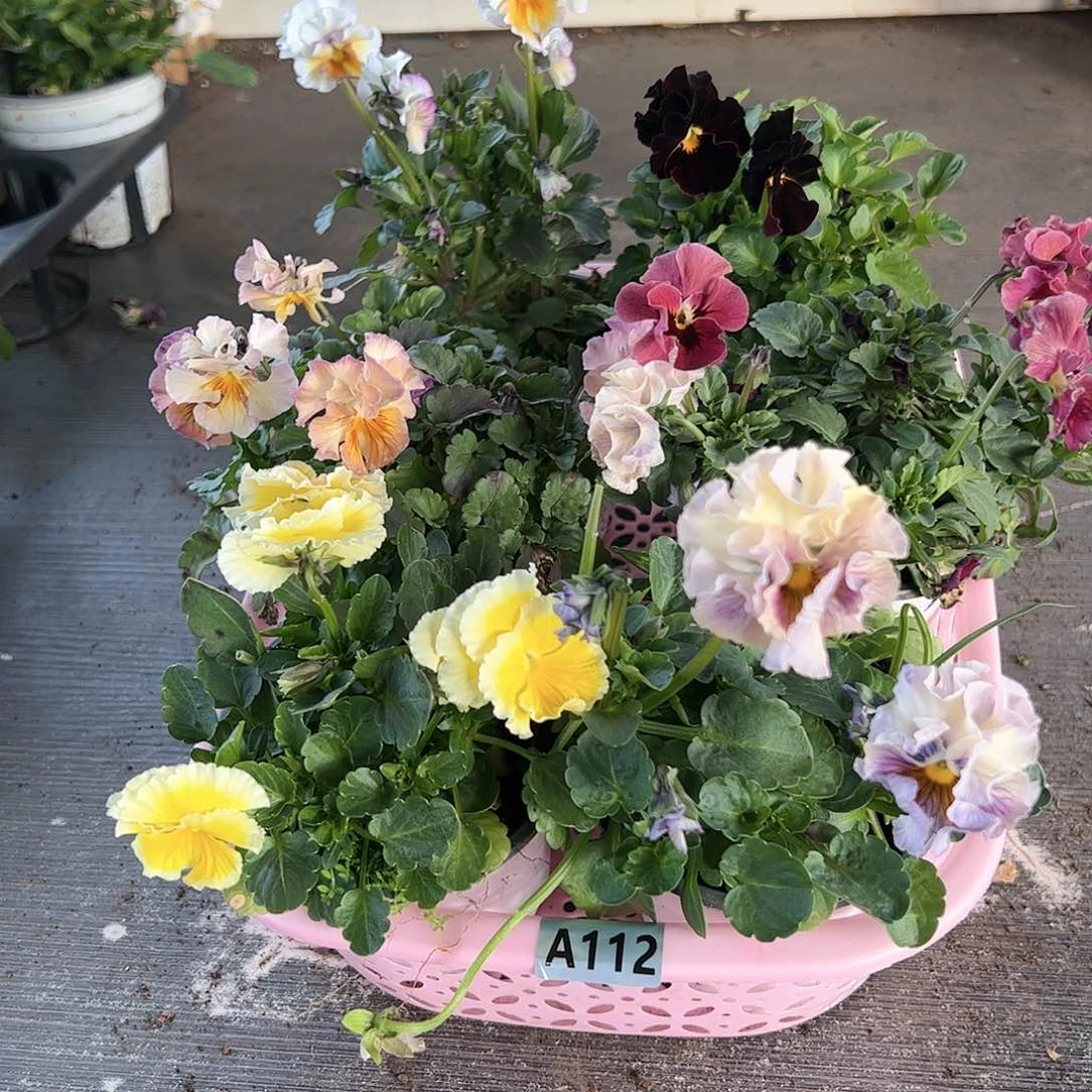 【闪购商品】112号