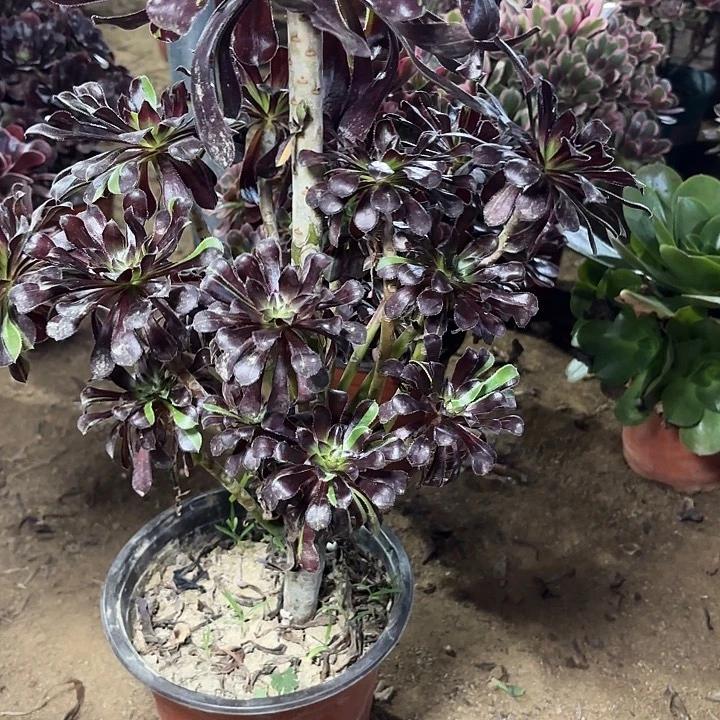 多肉植物水墨丹青43