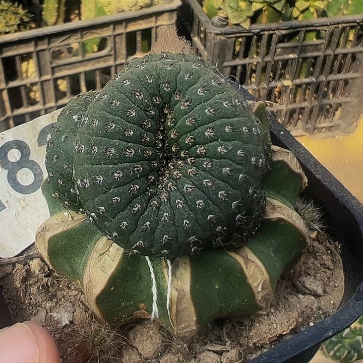 无花朵士童缀化群182